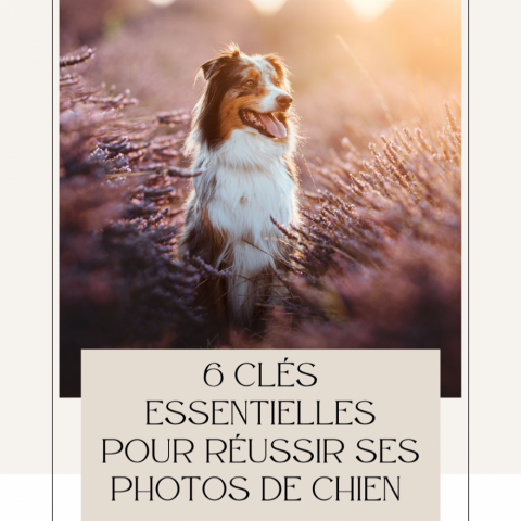 Réussir ses photos de chien, formation photographe canin professionnelle